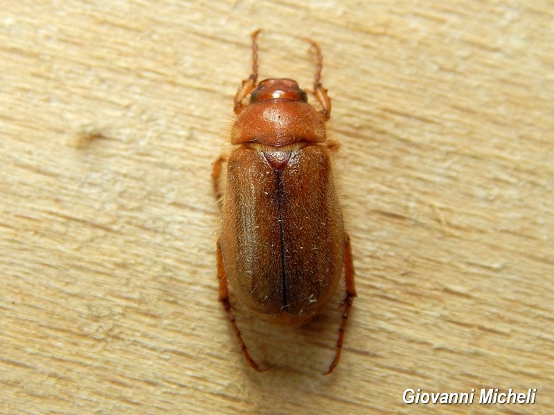 Holochelus equinoctialis? No, Amphimallon assimile  (cfr.)